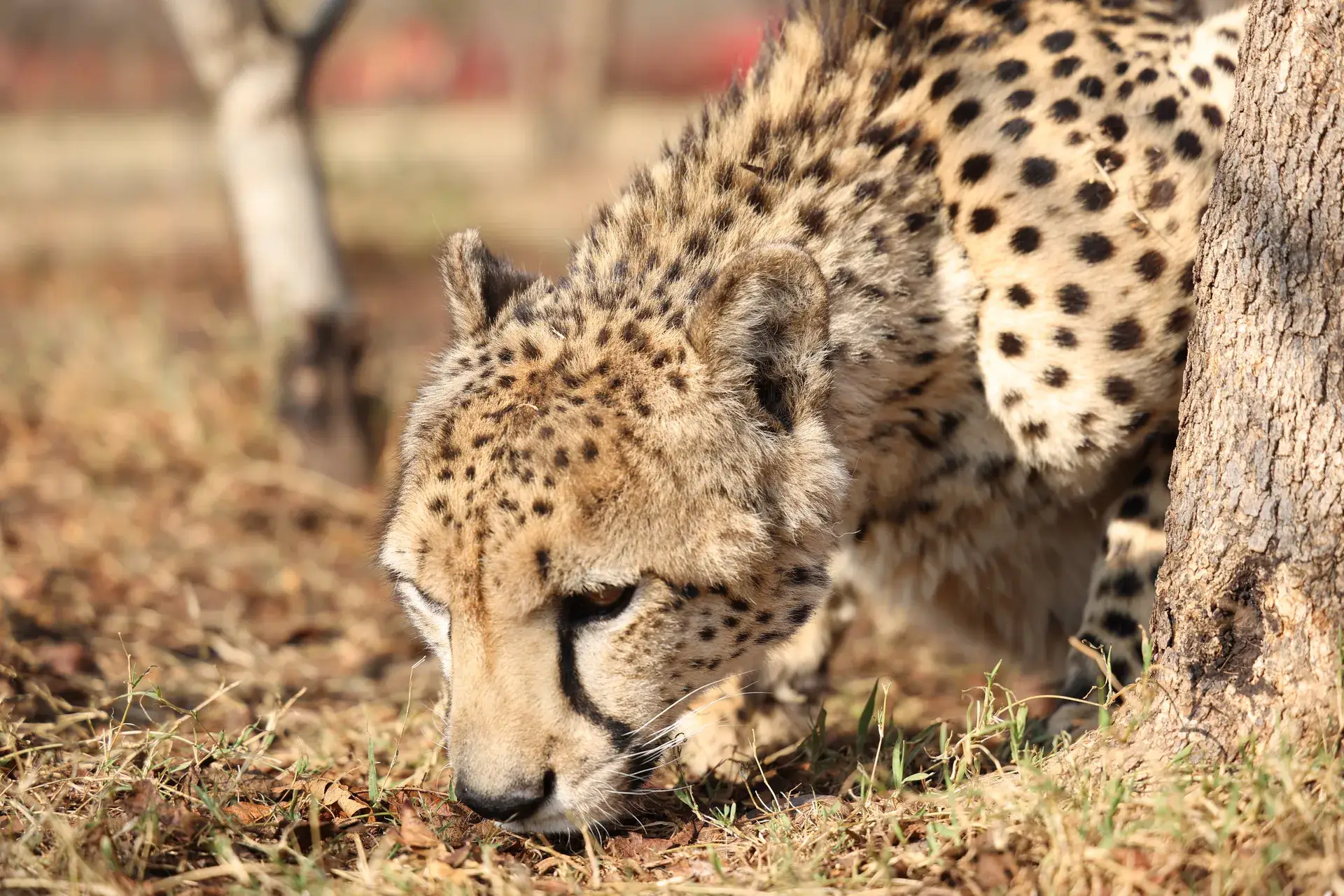 Cheetah exploring the ground beside a tree at Lion and Cheetah Sanctuary