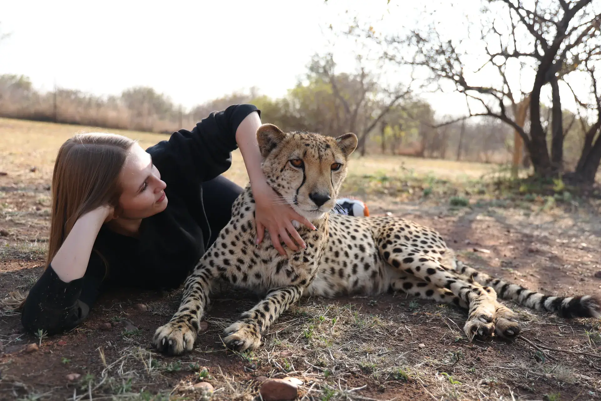 Meet the animals at Lion & Cheetah Sanctuary