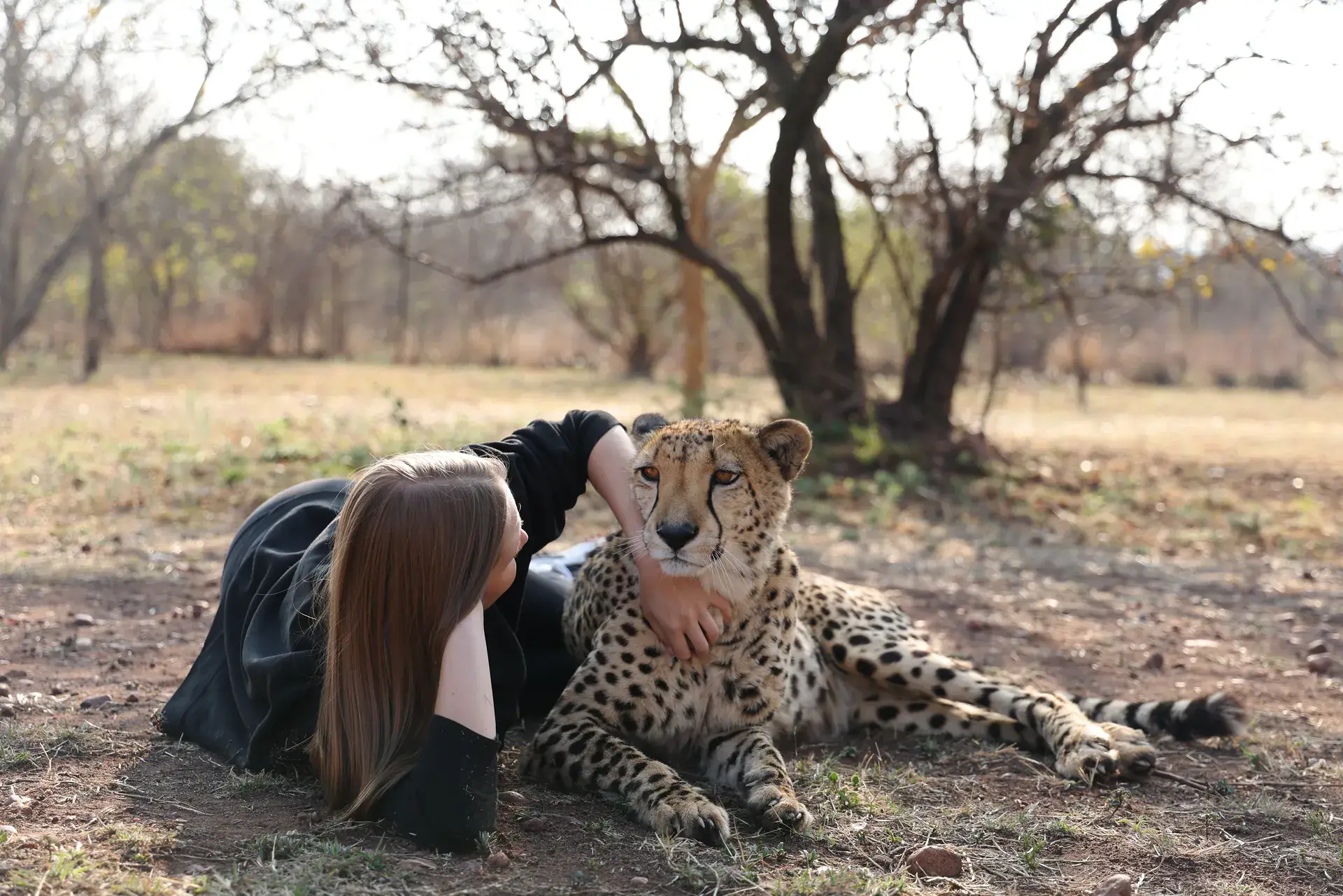 Cheetah portrait at the sanctuary