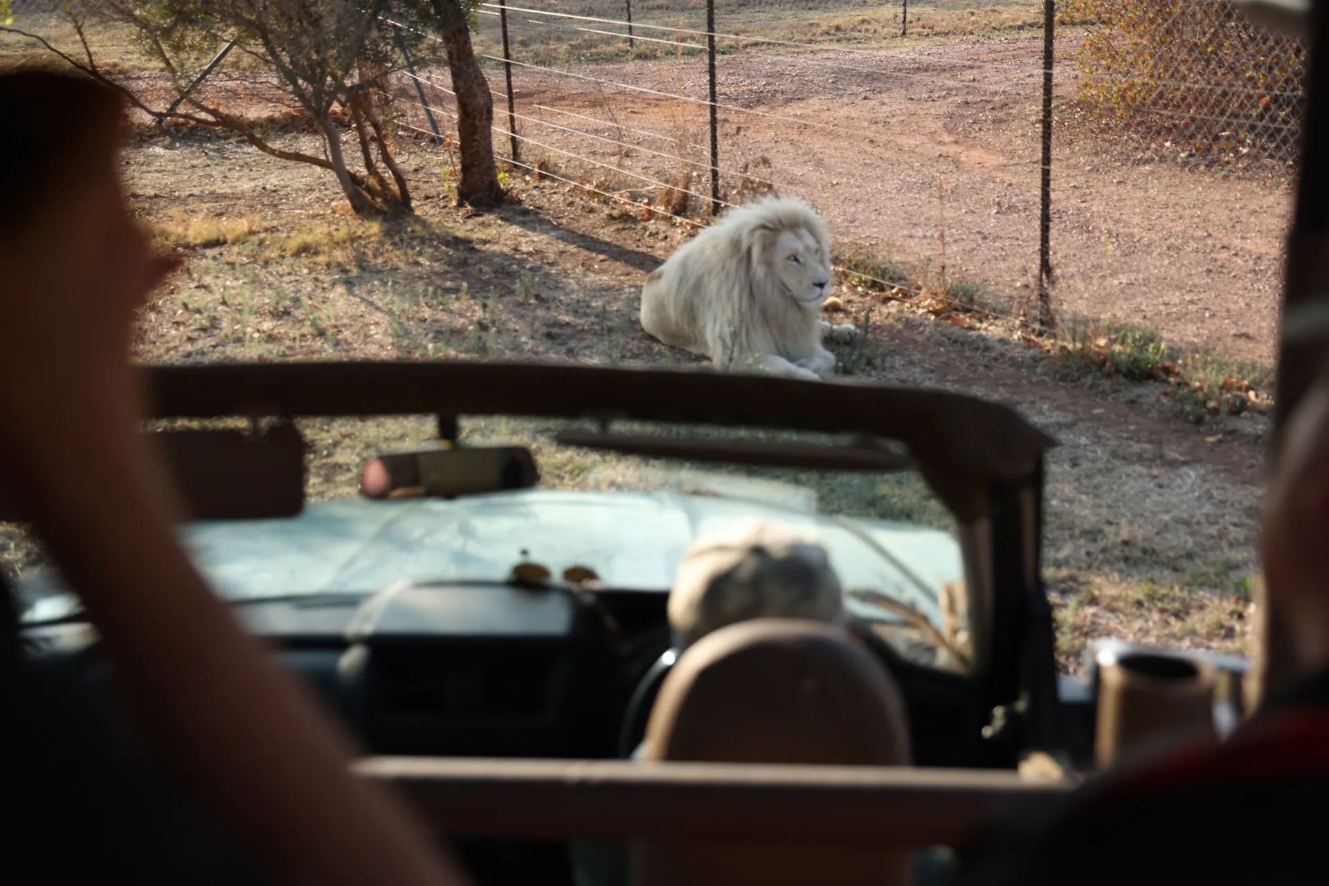 Wildlife at Lion & Cheetah Sanctuary
