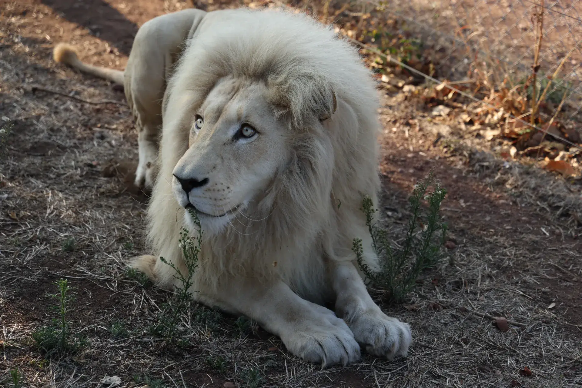 White lion resting beneath a tree at Lion and Cheetah Sanctuary