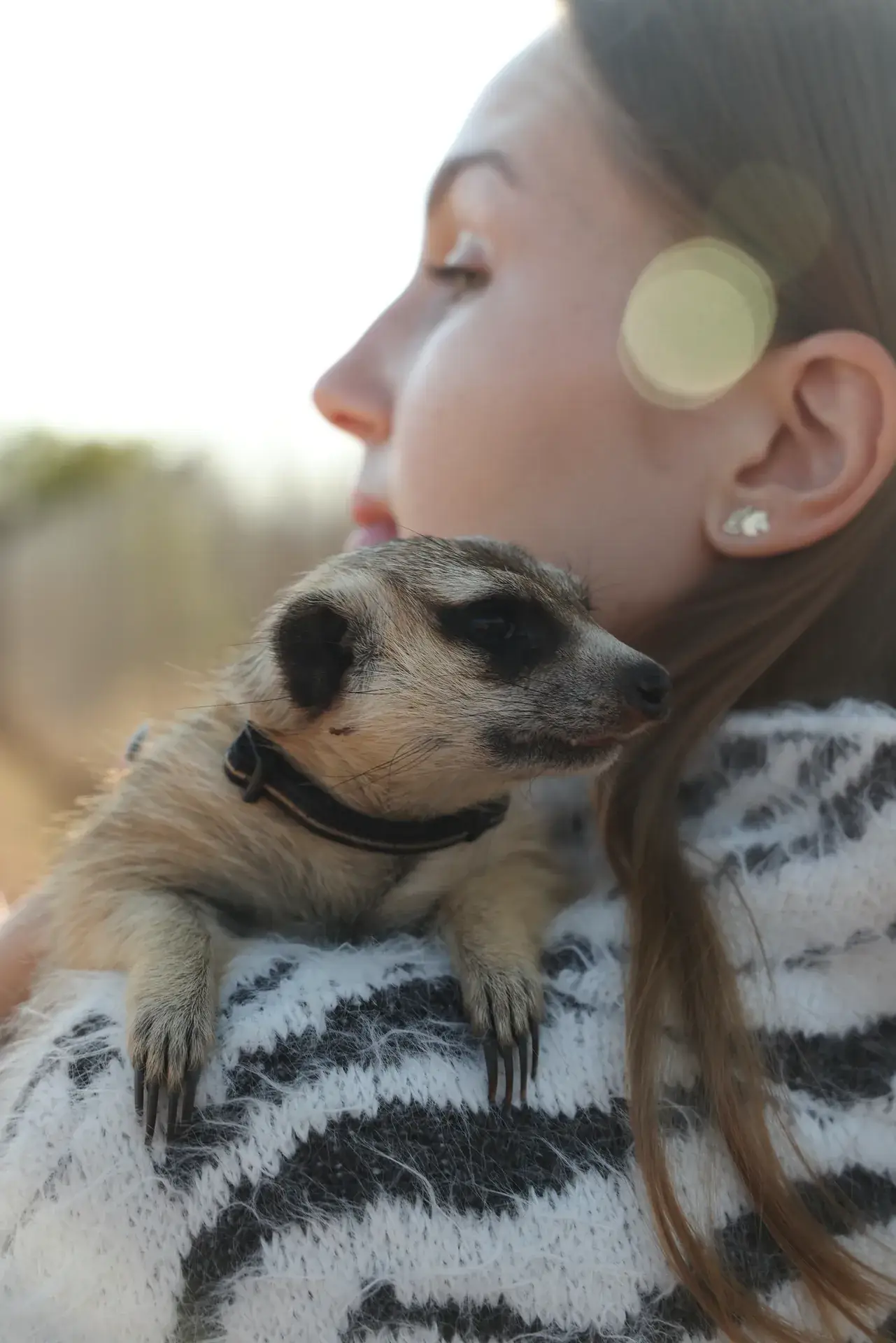 Meet the sanctuary animals