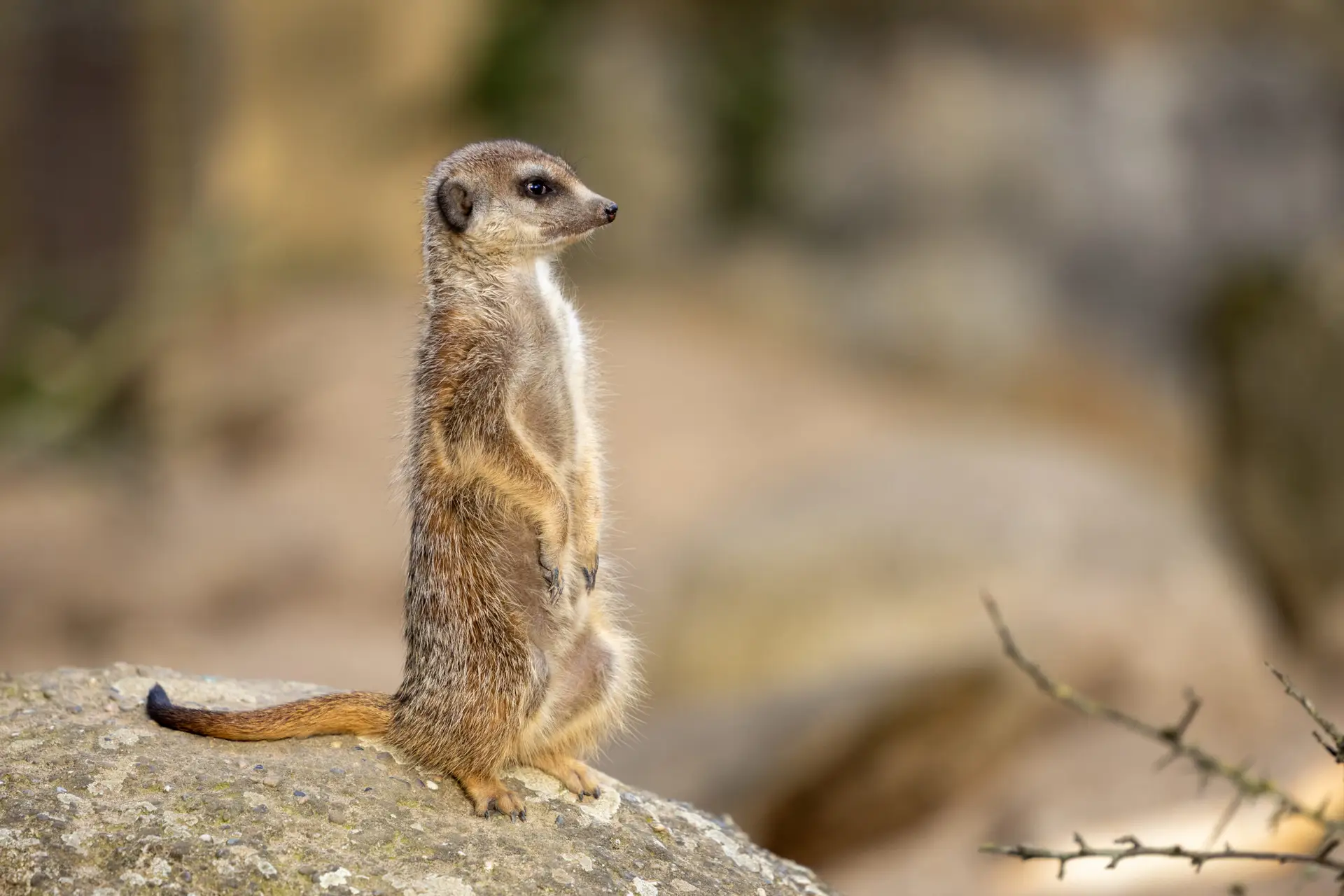 Stock photograph of a meerkat standing on a rock