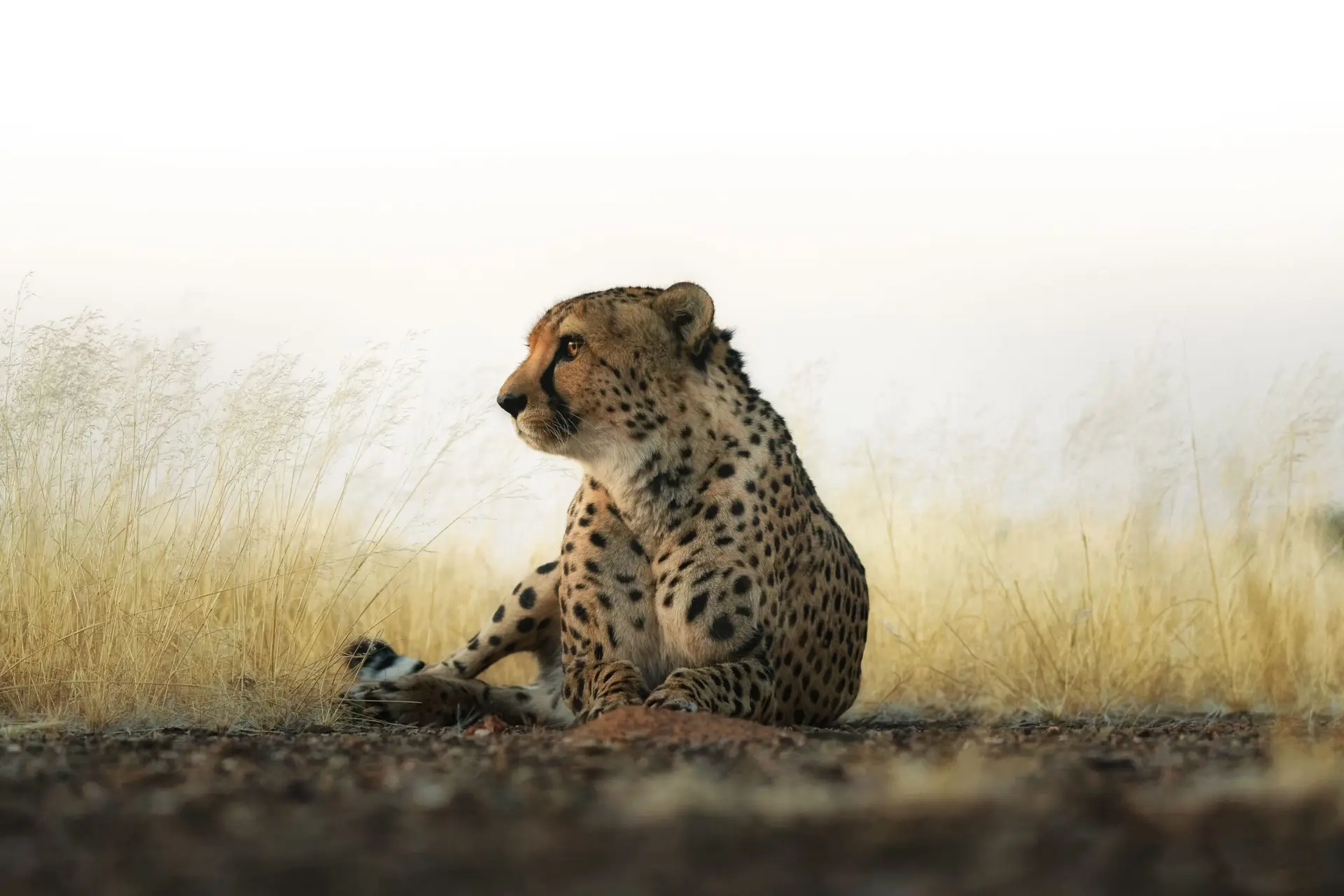 Volunteer at the sanctuary: a cheetah resting in tall grass