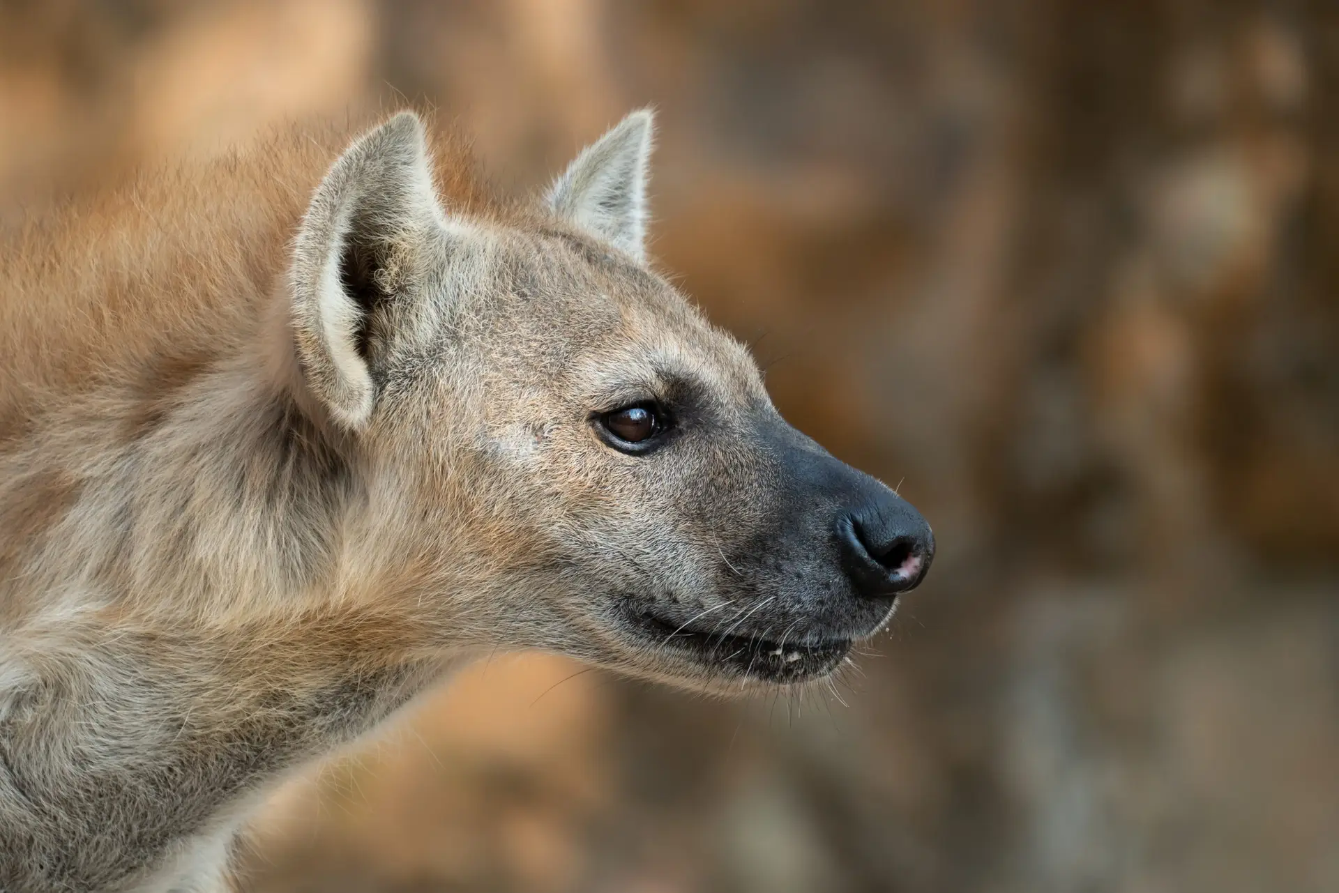 Stock portrait of a spotted hyena against a blurred background
