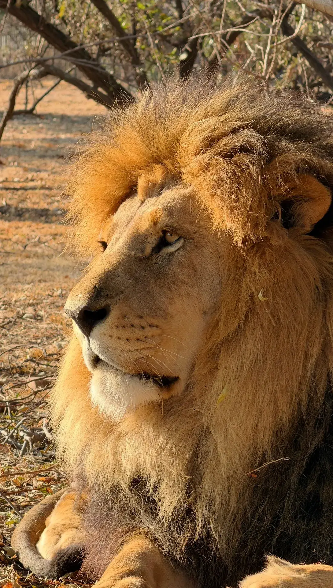 Male lion in warm afternoon light at the sanctuary