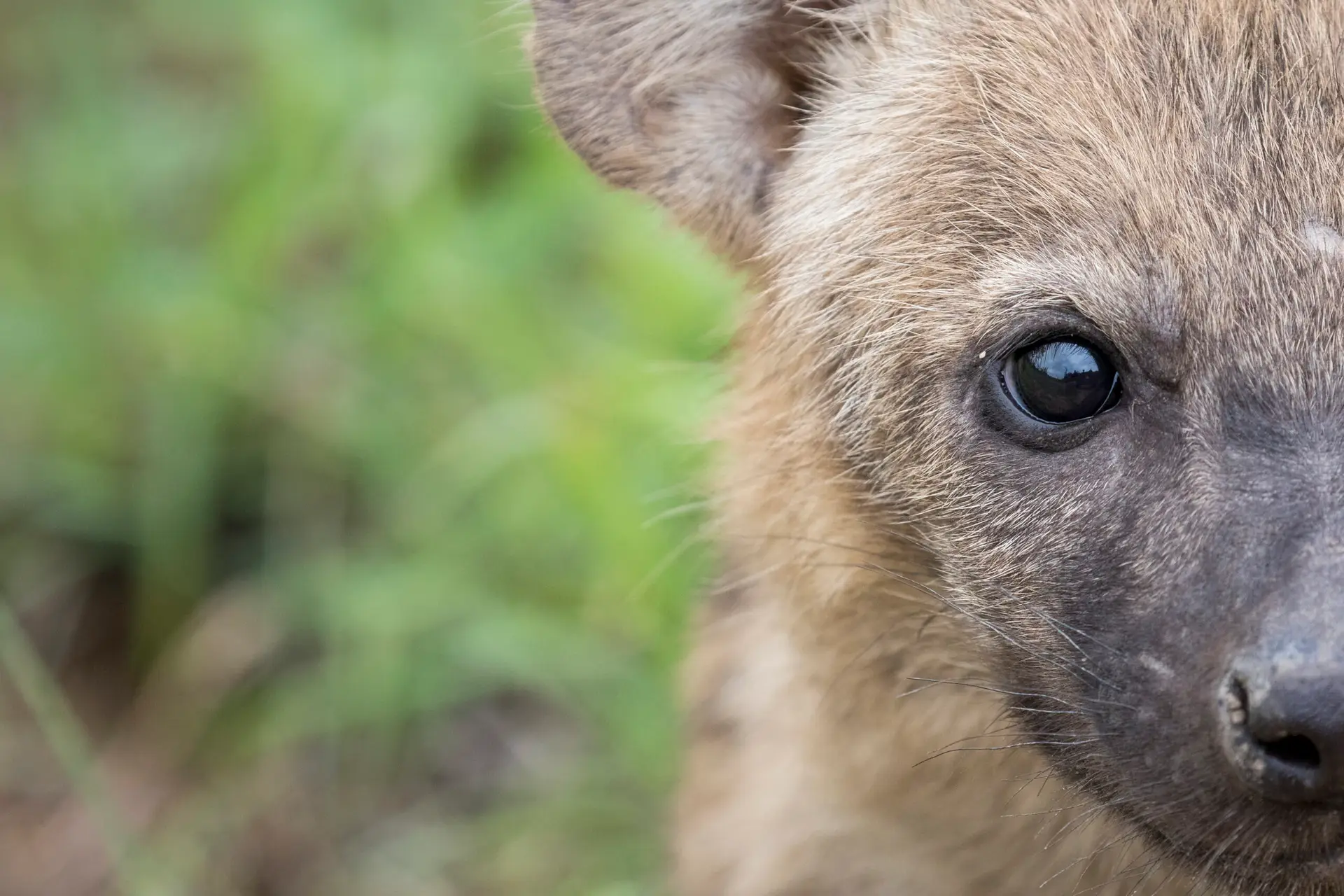 Stock close-up photograph of a spotted hyena