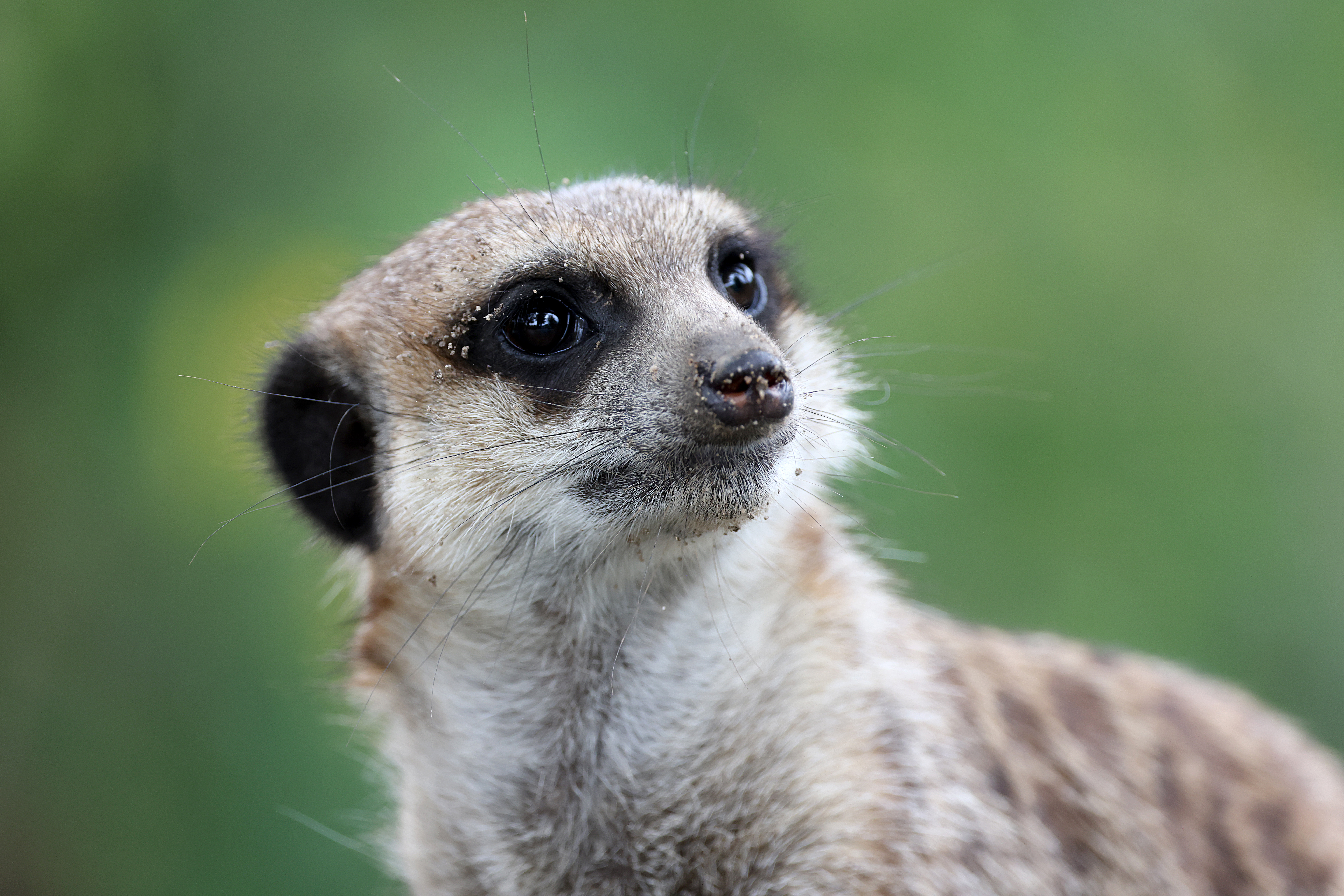 Stock photograph of a meerkat against a soft green background