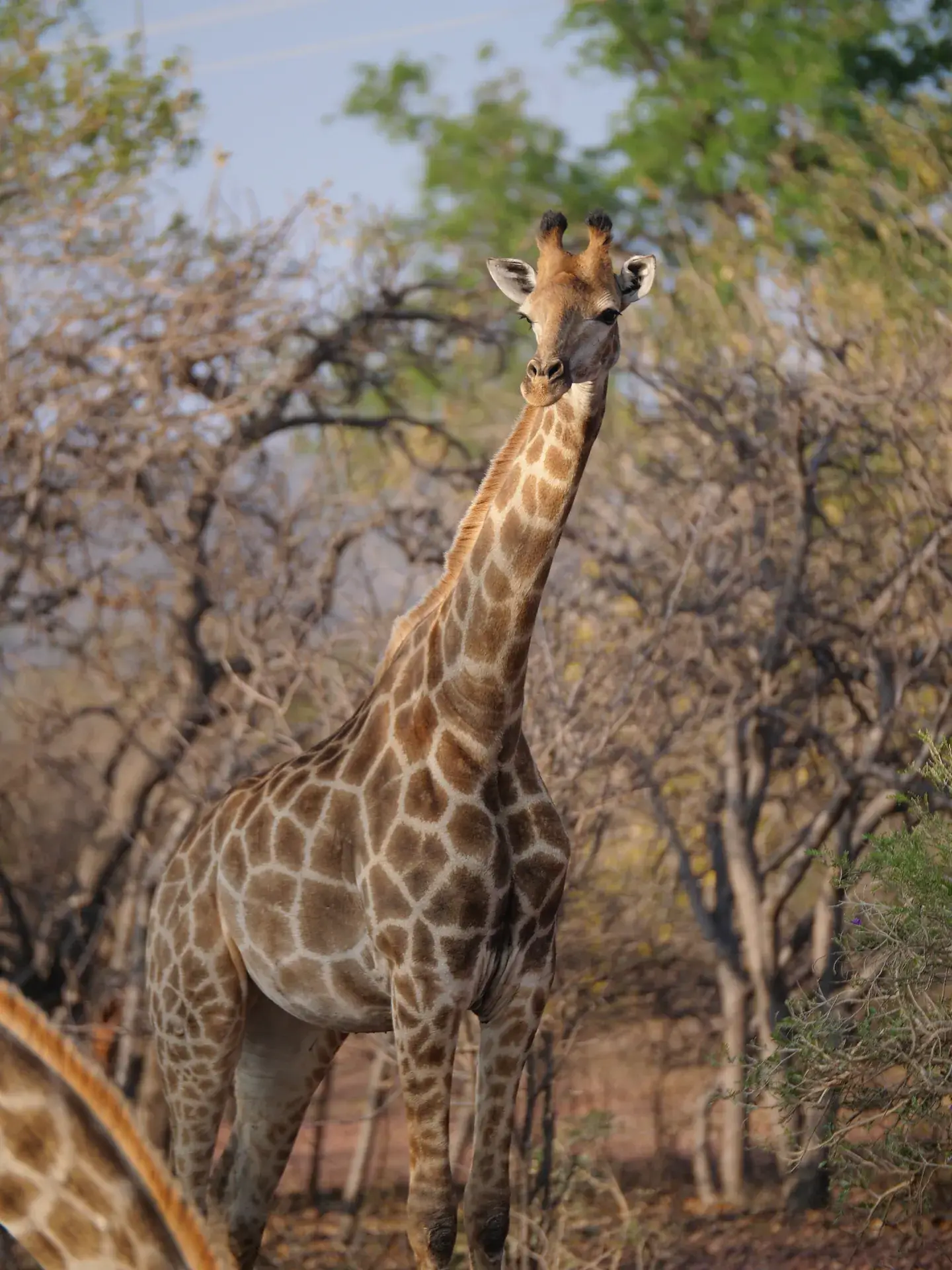 Giraffe at Lion & Cheetah Sanctuary